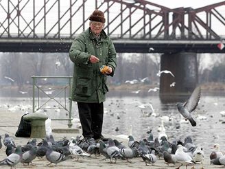 Krmení pták není s výjimkou místa, kde se chipka pímo vyskytla, nebezpené. Ilustraní foto