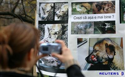 Demonstrace ochránc zvíat v Bukureti proti zabíjení voln ijících ps
