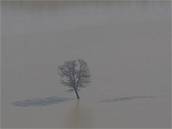 Zaplavený strom v okolí soutoku Moravy a Bevy