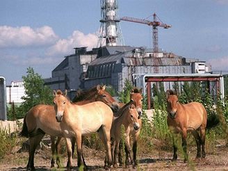 ernobyl
