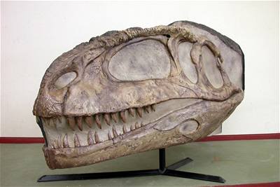 Zkamenlá lebka masoravého dinosaura objevená v Patagonii.