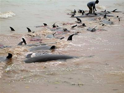 Mrtví delfíni u pobeí Zanzibaru