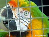 Papouek nakonec zapl hymnu oblíbeného fotbalového týmu. Ilustraní foto