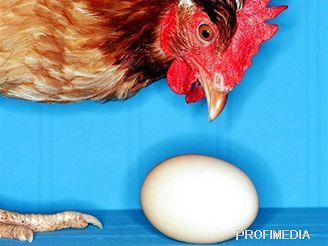 slepice - vejce - ilustrační foto