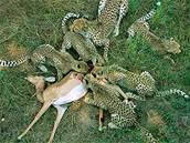 Rodinná smeka gepard hoduje na ulovené impale