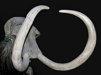 Rekonstrukci DNA mamuta umonily nové vdecké metody. Ilustraní foto.