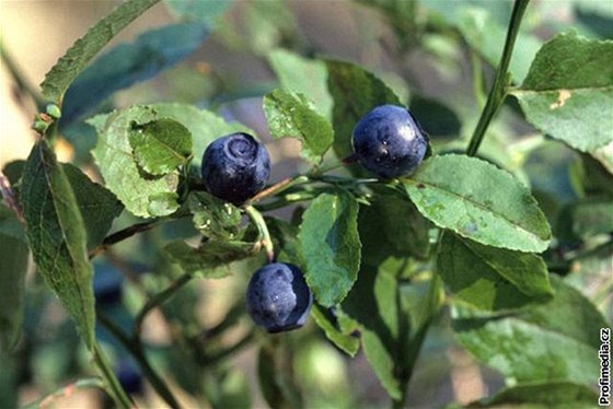 Stejný antioxidant jako v borvkách se nachází i v brusinkách a vinné rév.