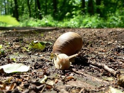 Dlouhá cesta - Litovelské Pomoraví