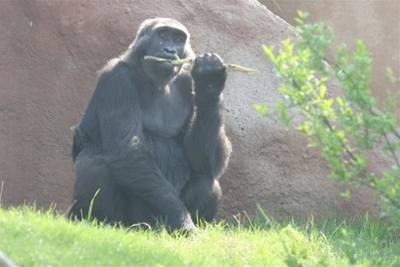 Gorilí samice Kamba