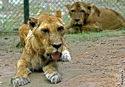 Zoo se pokusila kíit lvy indické s africkými