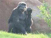 Gorily obvykle snd ve, na co pijdou. Na snmku si samice Kamba pochutnv na erstvch vtvch.