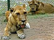 Lvi v indické zoo