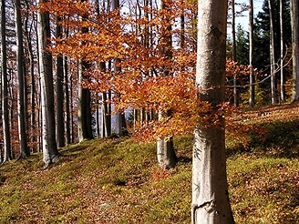 Bukov lesy pod Skalkou v barvch podzimu