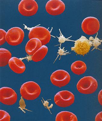 ervené krvinky, bílé krvinky, destiky