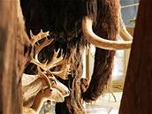 z výstavy Lovci mamut