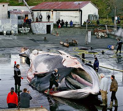 Islandtí rybái kuchají uloveného plejtváka.