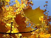 Slunení paprsky budou podzimním listím prosvítat i tento týden.
