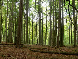 Žofínský prales, bukový les