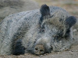 Divoké prase na dn bazénu bylo poádn rozzuené. Ilustraní foto