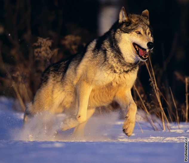 Vlk karpatský