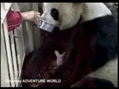 Panda s mládtem po porodu