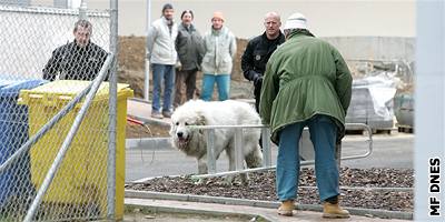 Stráníky v Plzni zamstnali dva neposluní psi