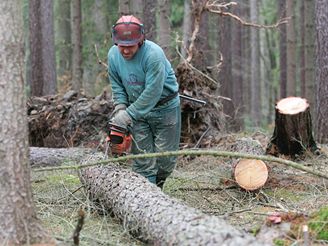 Smrky tvoří až 90 procent spadlého dřeva.