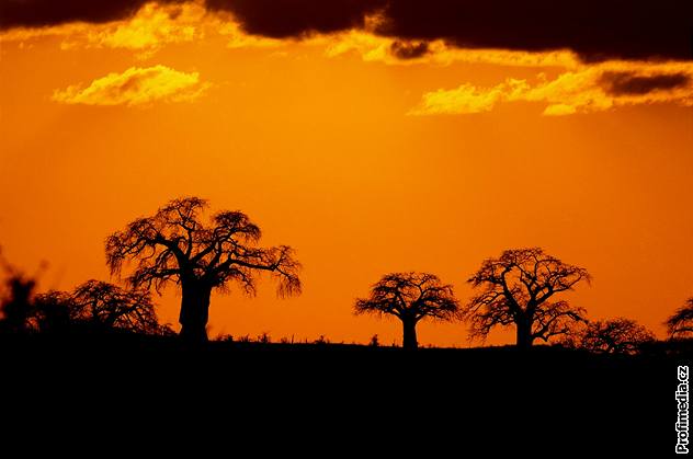 Gambie, stromořadí baobabů