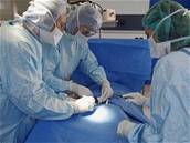Své orgány nechce k transplantaci poskytnout 650 ech. Ilustraní foto