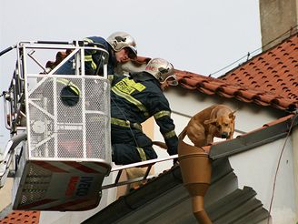 Vydenho psa zachraovali v centru Prahy ze stechy hasii