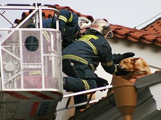 Vydenho psa zachraovali v centru Prahy ze stechy hasii