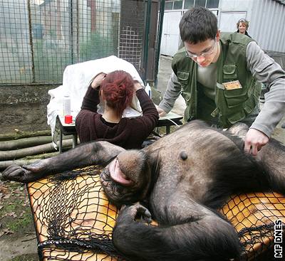 impanzice dostává v plzeské zoo antikoncepci.