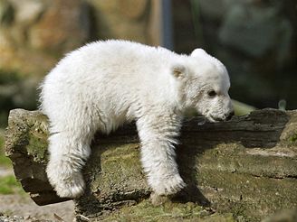 Ledn medvdek Knut v berlnsk zoo
