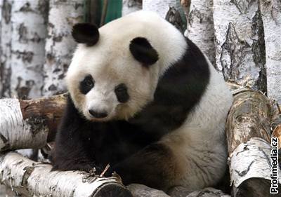 Panda Yan Yan z berlínské zoo
