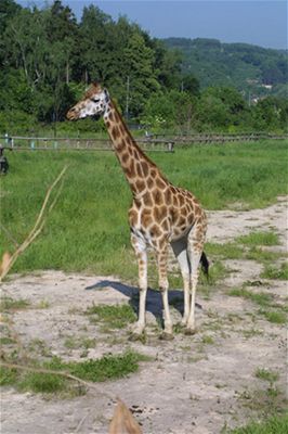 irafa Gita obastovala návtvníky praské ZOO dvanáct let.