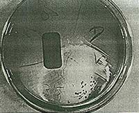 bakterie Streptococcus mitis