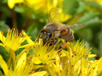 Birds sing and bees buzz