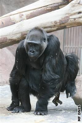 Gorila Kamba bojovala po nezdaeném porodu o ivot.