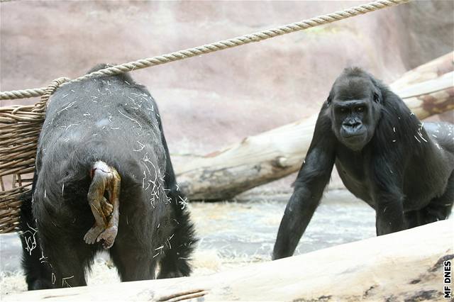 Kamba, nejstarí gorilí samice v praské zoo, skonila po nezdaeném porodu v péi oetovatel.