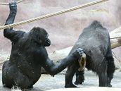 Nezdaený porod gorily Kamby