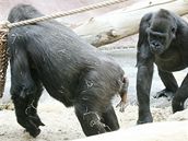 Nezdaený porod gorily Kamby