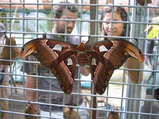 Ob motli Attacus Atlas se vylhli v prask Botanick zahrad.