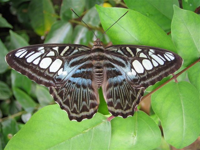 V praské botanické zahrad se líhnou exotití motýli