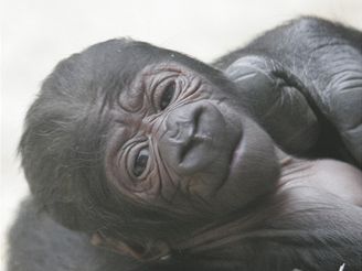 Prask zoo slav narozen dalho gorilho mldte