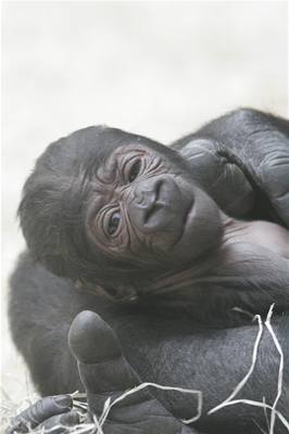 Nový gorilí pírstek v praské zoo