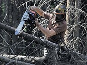 T�ba d�eva kv�li k�rovci