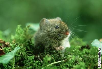 Samiky geneticky upravených myí mohou rodit a do dvou let. Ilustraní foto