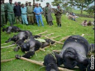 Zabití goril pipomínalo popravu.