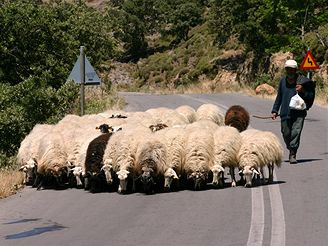 Pask s ovcemi zastav i provoz na klikatch silnikch. Zvata maj pednost