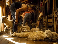 Nový Zéland, na ovčí farmě
